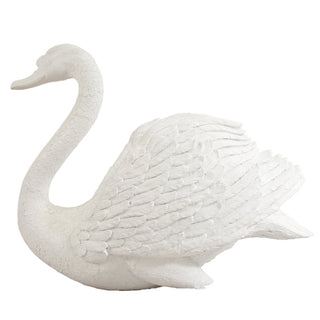 Majestic Male swan