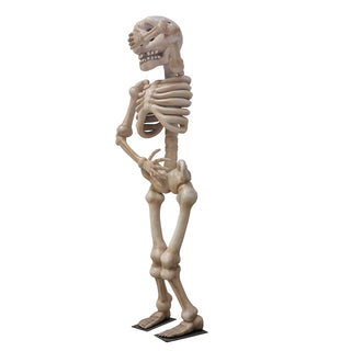 Skeleton 3.5m "Shy"