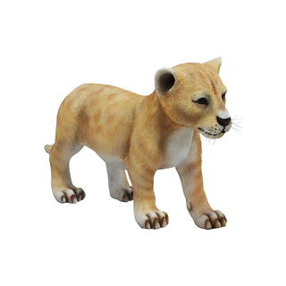 Lion Cub