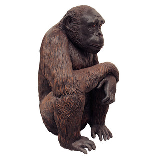 Sitting Chimpanzee